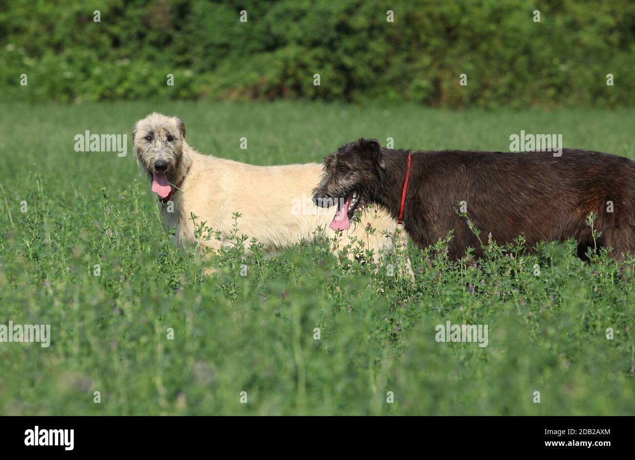 Amazing irish wolfhounds standing together in nature Stock Photo Alamy