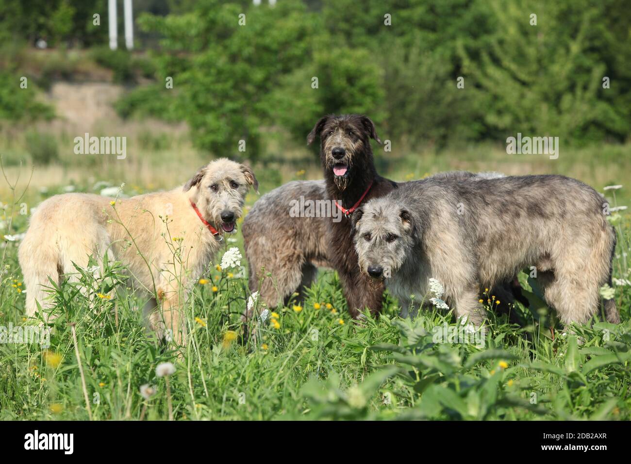 Amazing irish wolfhounds standing together in nature Stock Photo Alamy