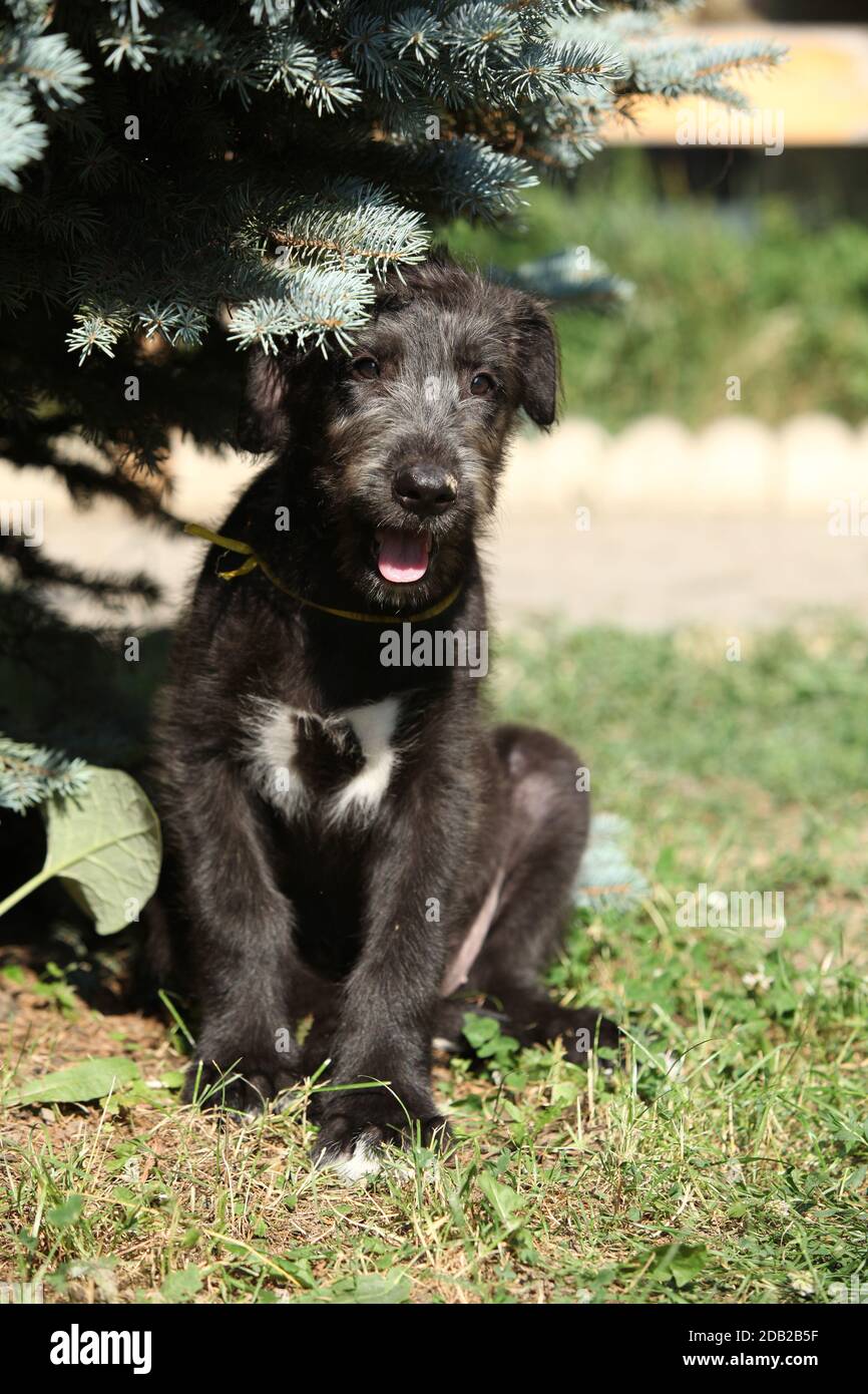 Portrait Of Beautiful Grey Irish Wolfhound Dog Posing In The Garden. Happy Gray And Black Dog Sitting Grass Spring Time Image82352891