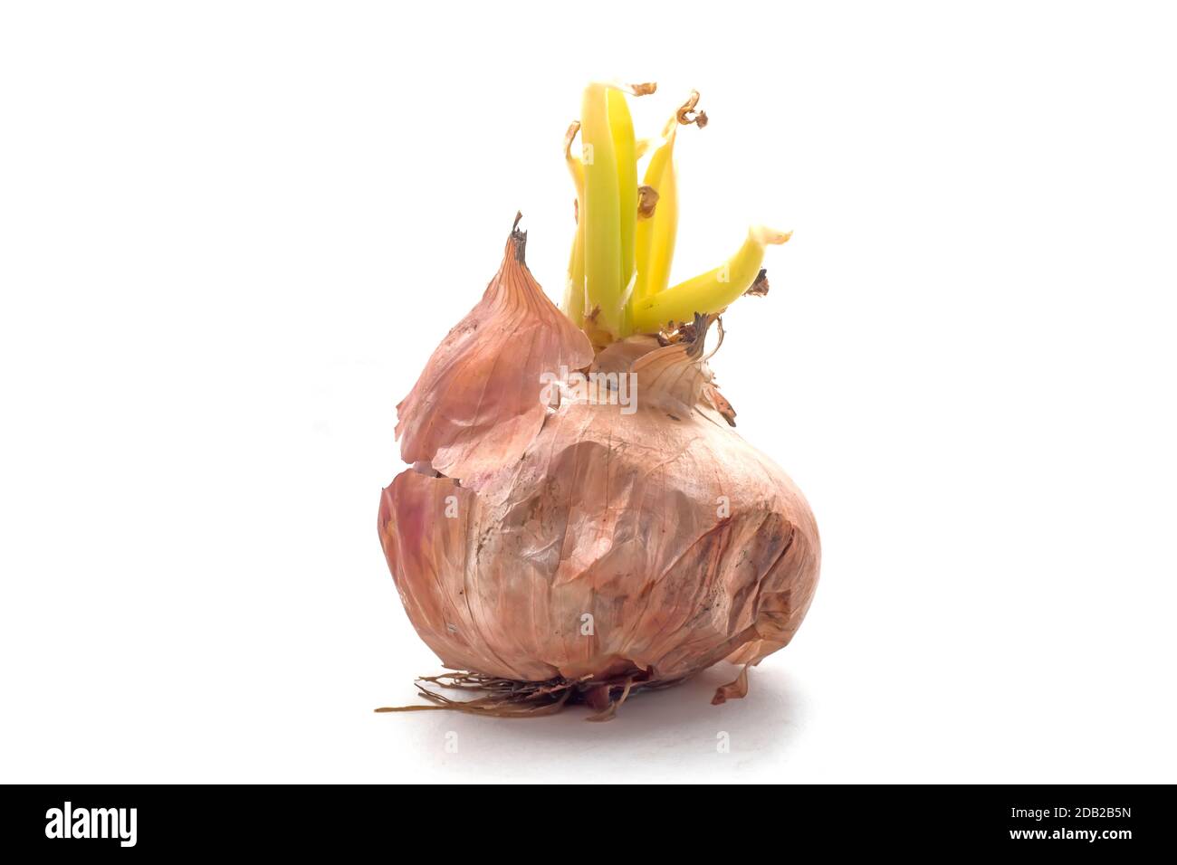 Onion with fresh green sprout. Stock Photo