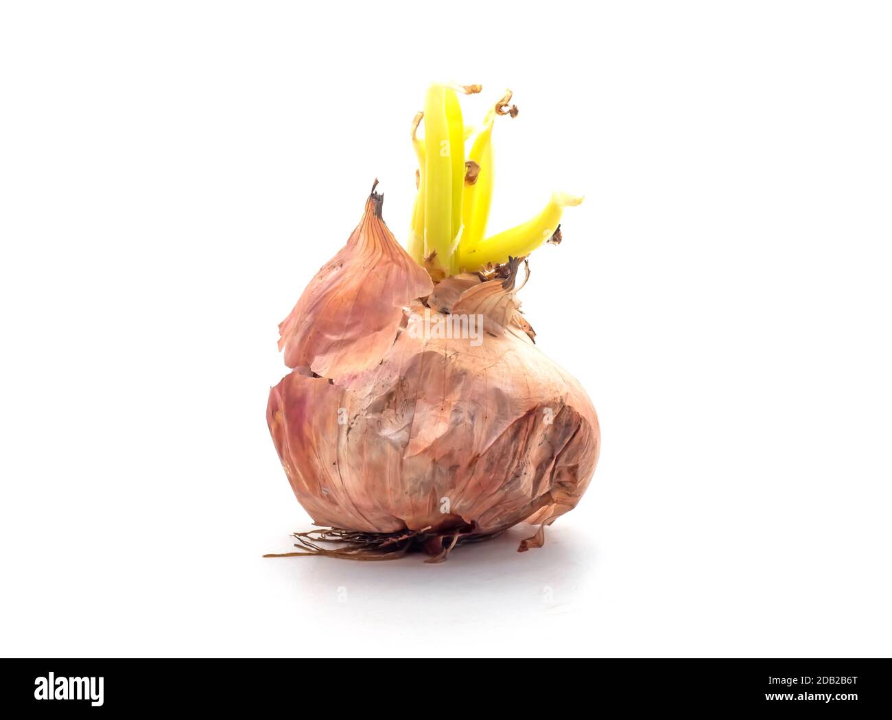 Onion with fresh green sprout. Stock Photo