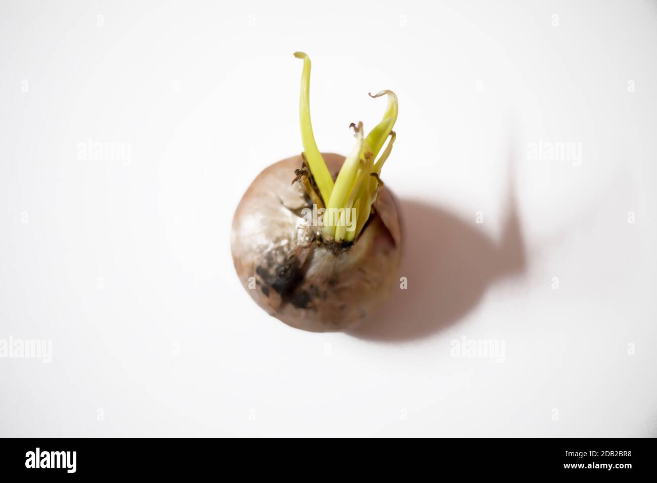 onion with green sprouts isolated on white background. Stock Photo