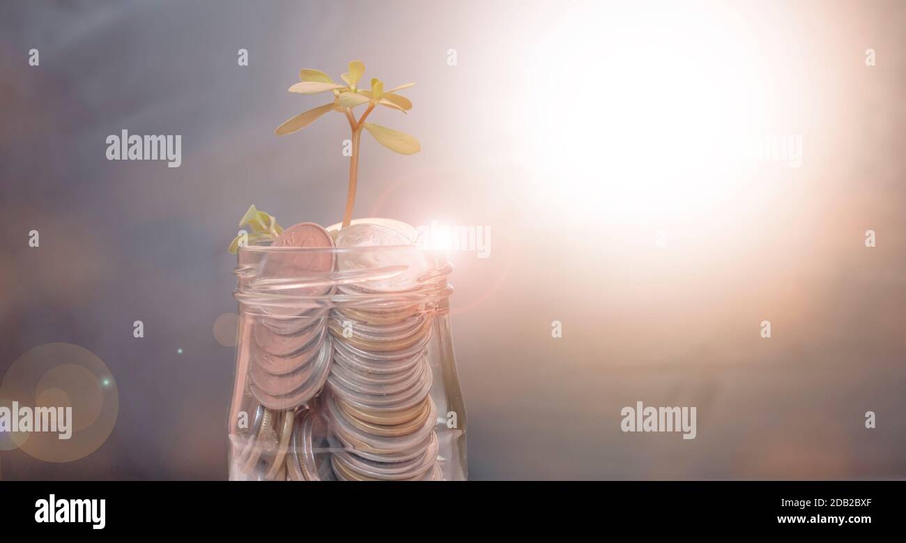 Plant growing from coins in the glass jar on blurred green natural ...