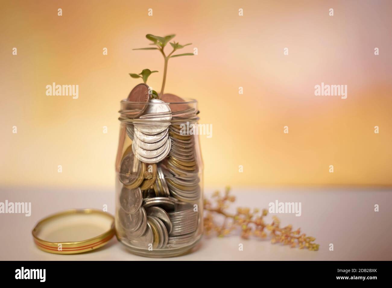 Plant growing from coins in the glass jar on blurred green natural ...