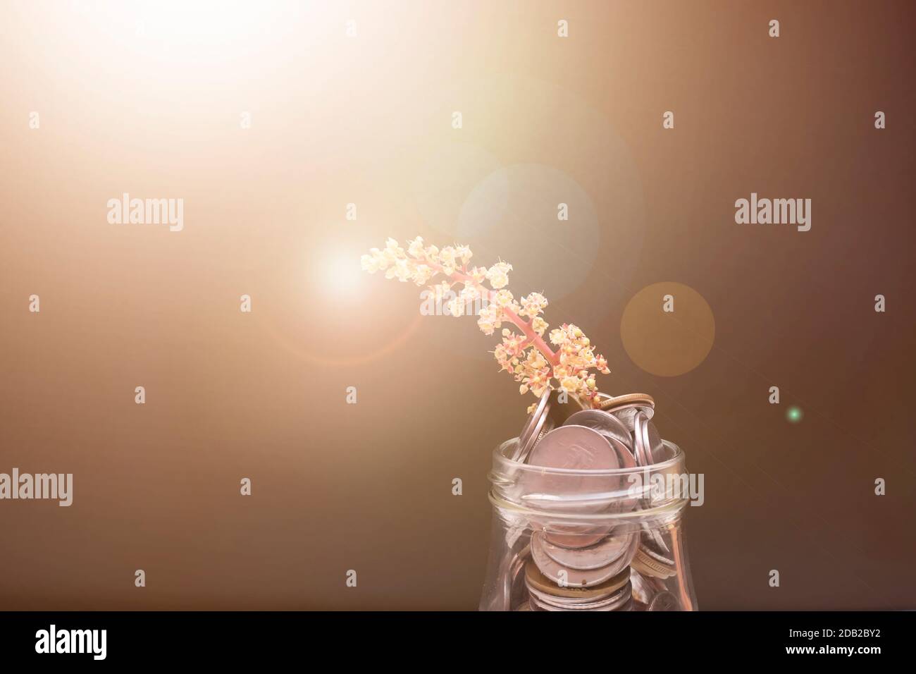 Plant growing from coins in the glass jar on blurred green natural ...