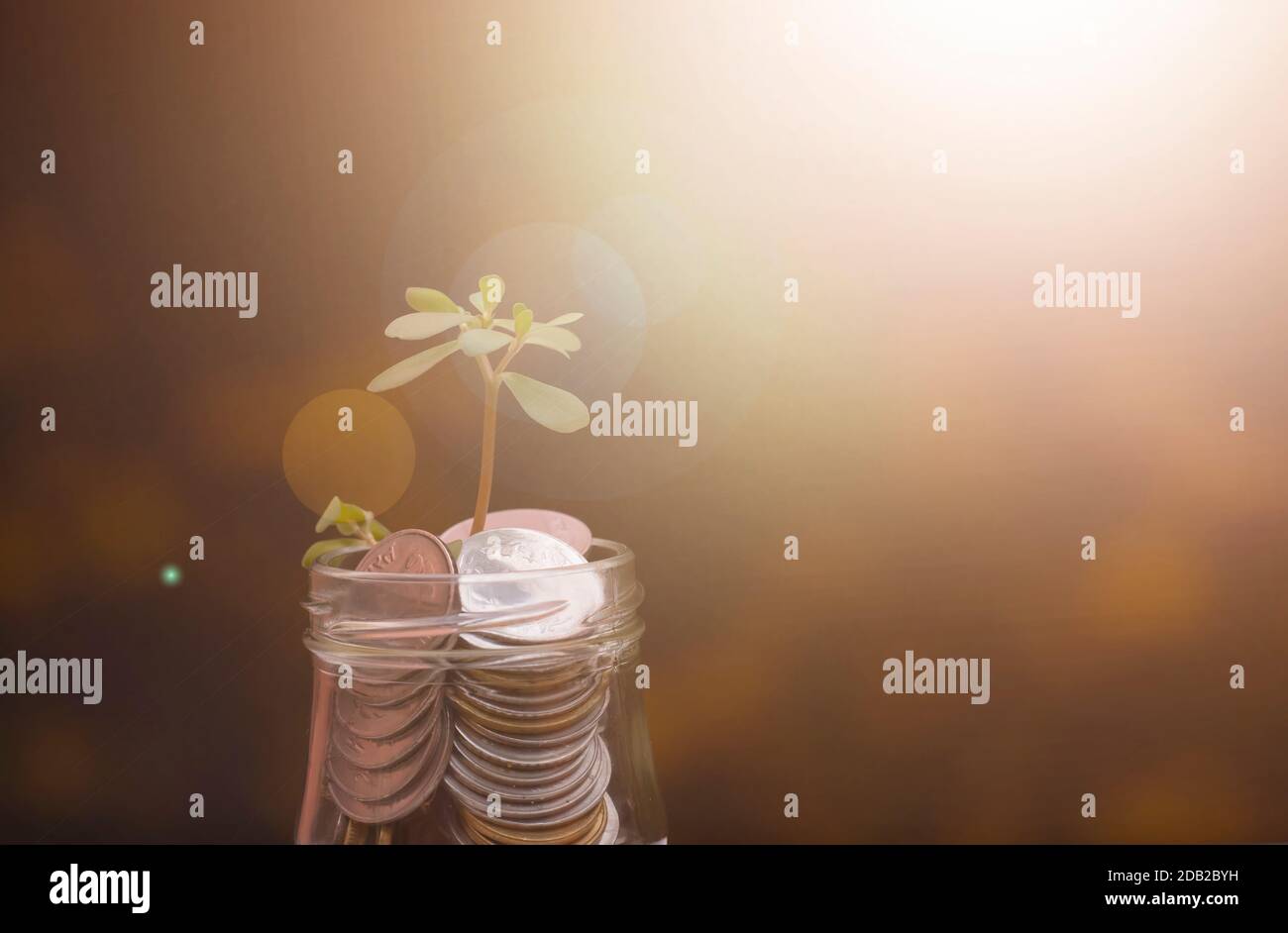 Plant growing from coins in the glass jar on blurred green natural ...