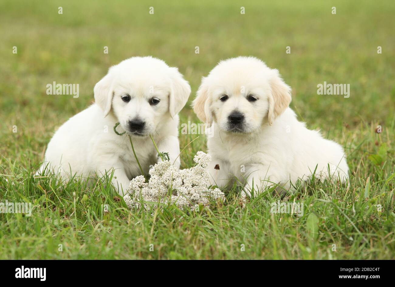 Two beautiful golden retriever puppies with flowers Stock Photo - Alamy
