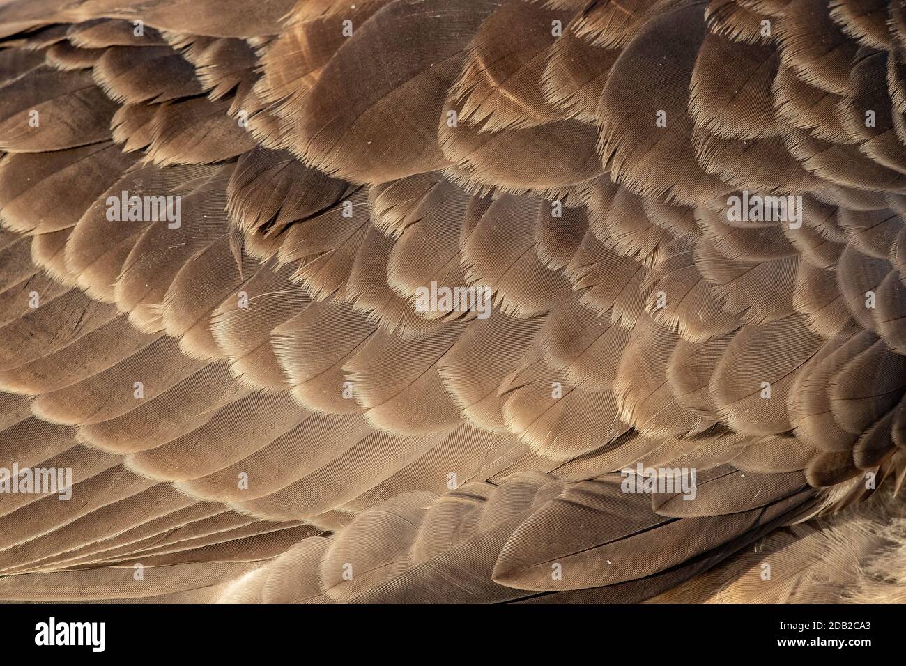 Canada Goose Feather High Resolution Stock Photography and Images - Alamy