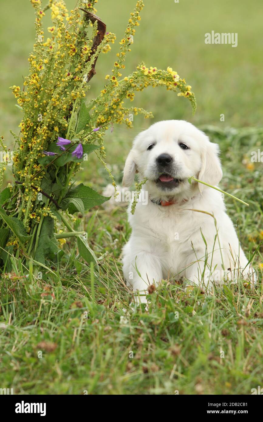 Nice golden retriever puppy sitting on the grass Stock Photo - Alamy