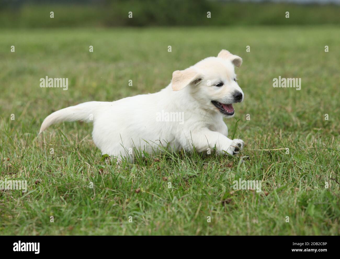 Golden retriever puppy running on the grass Stock Photo - Alamy