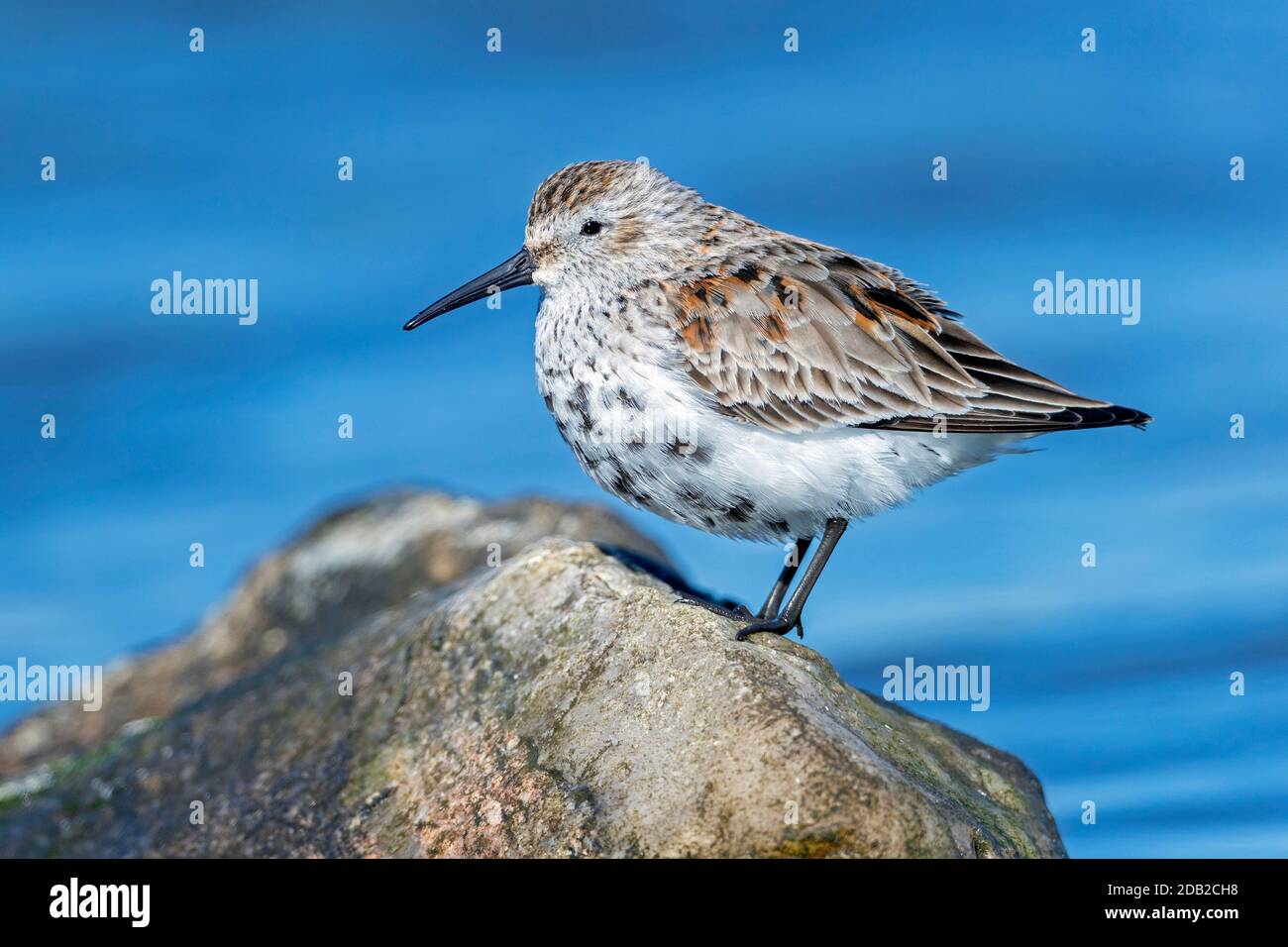 Dunlin (Calidris alpina). Tired adult standing on a rock in the sea. Germany Stock Photo