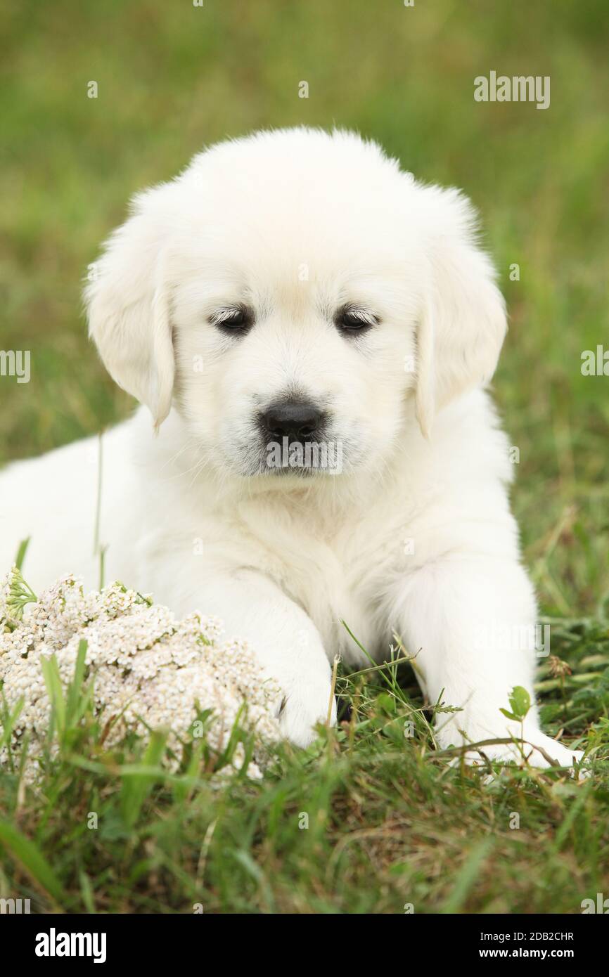 Nice golden retriever puppy sitting on the grass Stock Photo - Alamy