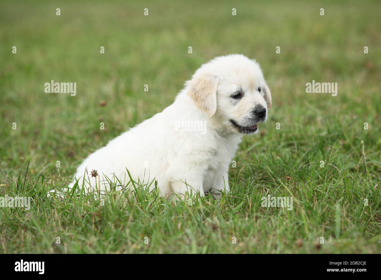 Nice golden retriever puppy sitting on the grass Stock Photo - Alamy