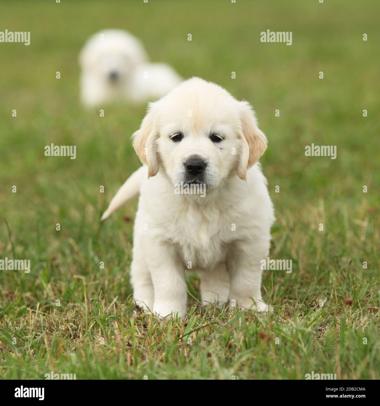 Nice golden retriever puppy sitting on the grass Stock Photo - Alamy