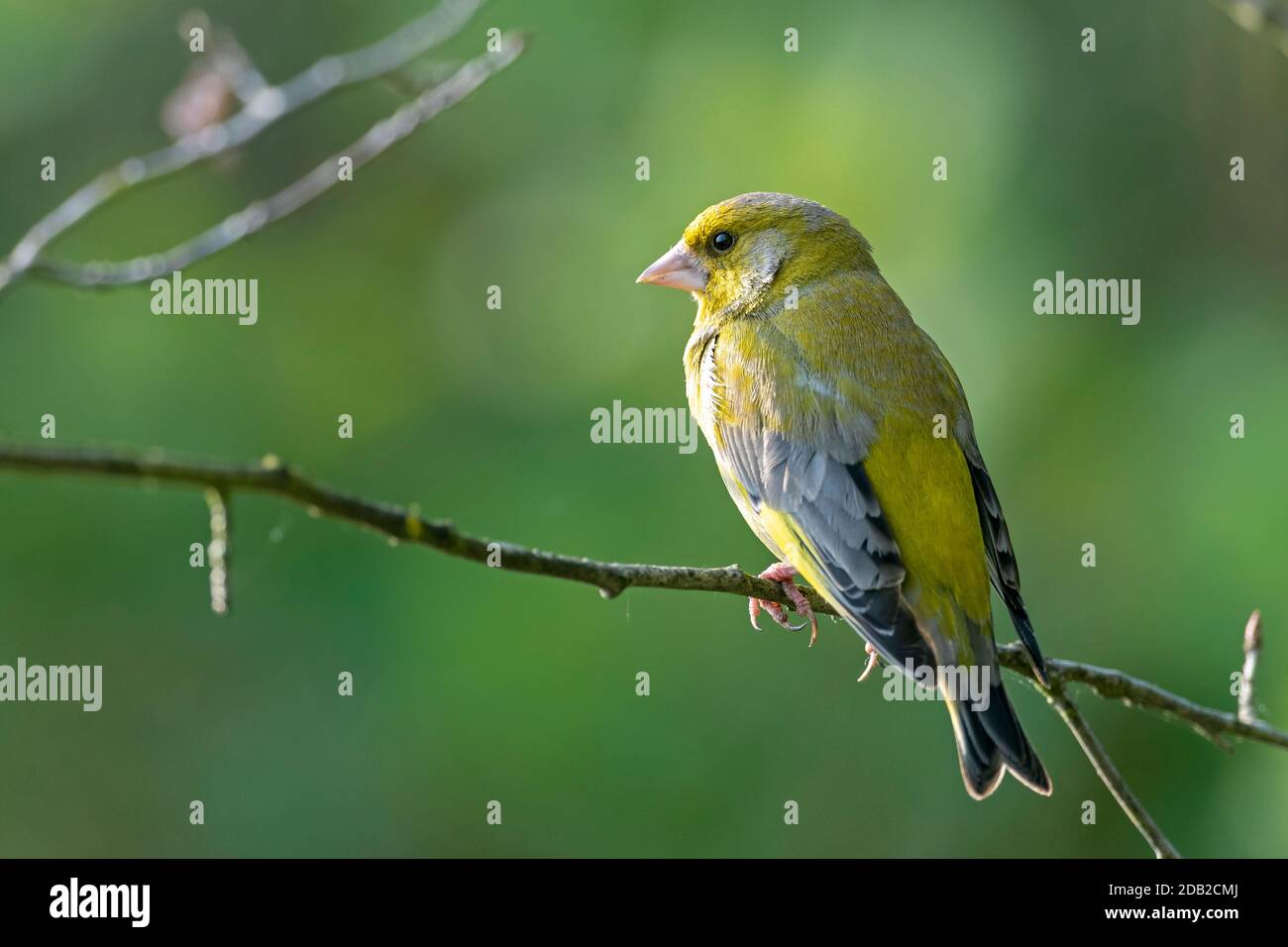 Greenfinch (Chloris chloris). Male perched on a twig. Germany Stock Photo