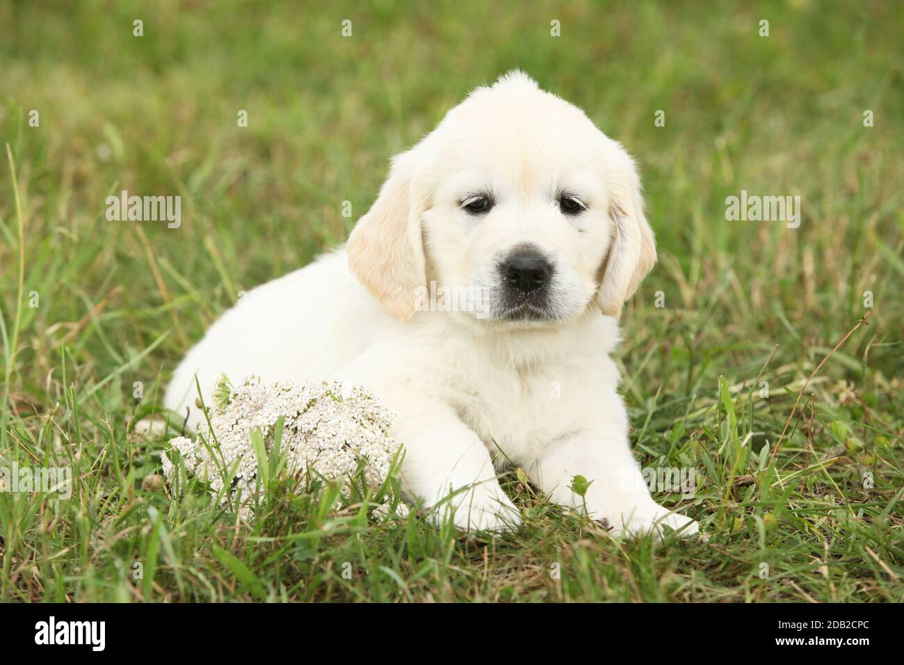 Nice golden retriever puppy sitting on the grass Stock Photo - Alamy