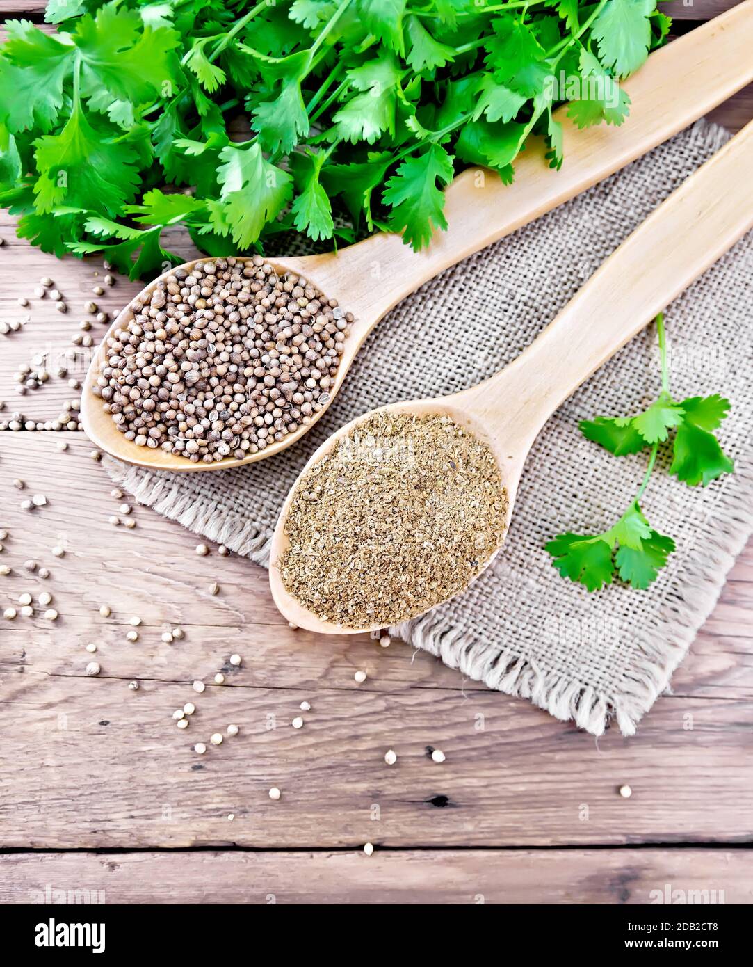 Coriander seeds and ground in two spoons on burlap, fresh green cilantro on a wooden board background from above Stock Photo