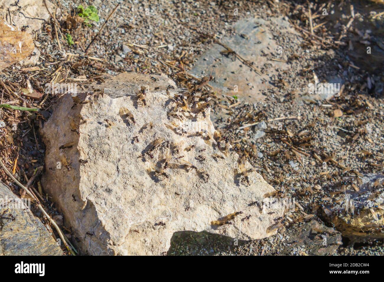 Messor Genus, Harvester Ants Stock Photo