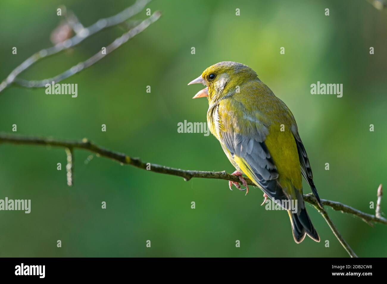 Greenfinch (Chloris chloris). Male perched on a twig. Germany Stock Photo