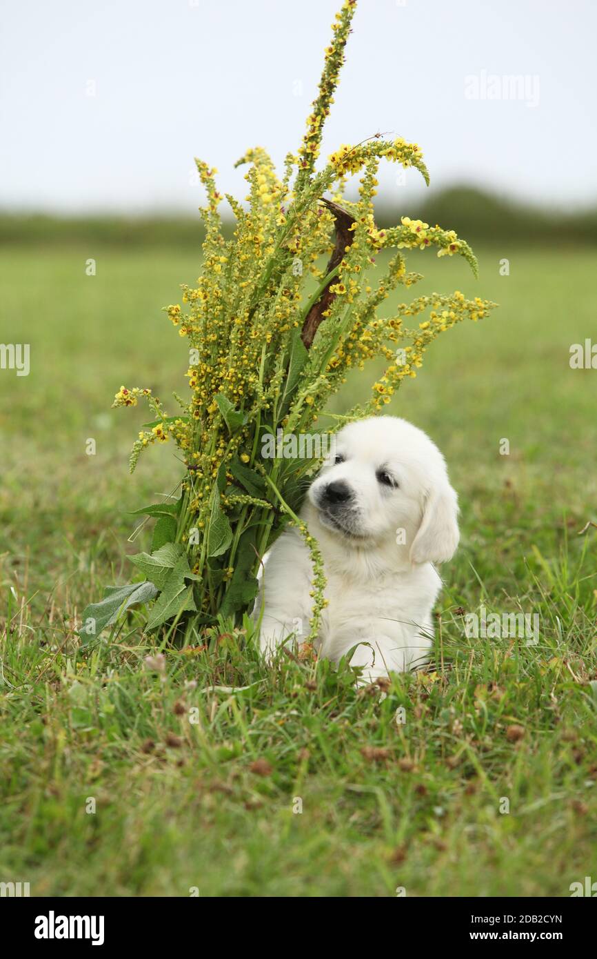 Nice golden retriever puppy sitting on the grass Stock Photo - Alamy