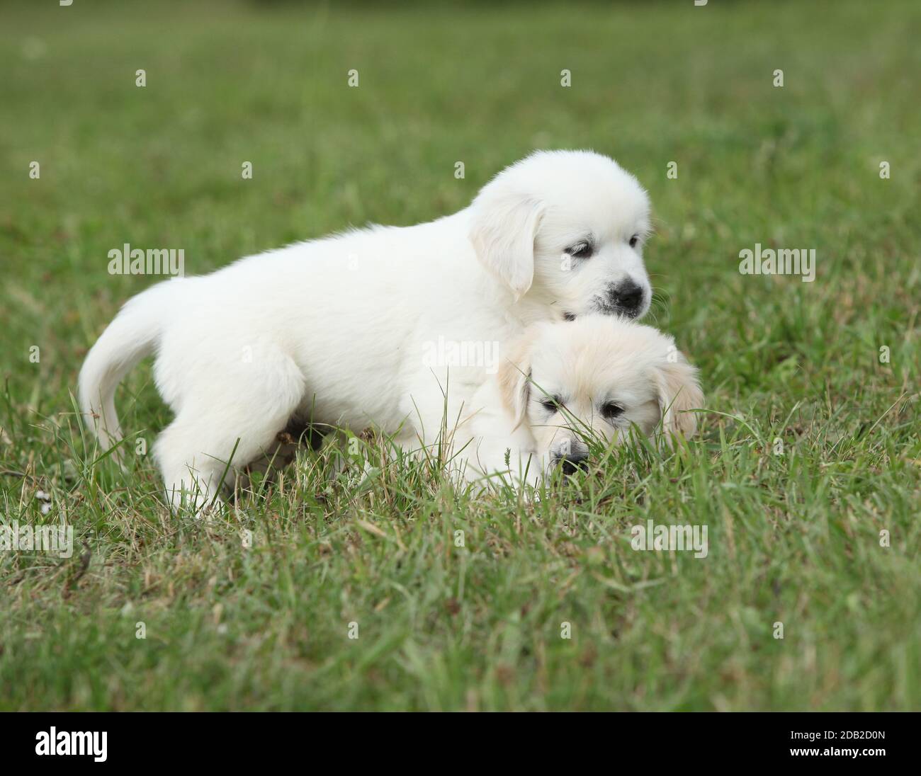 Two puppies of golden retriever playing together Stock Photo - Alamy