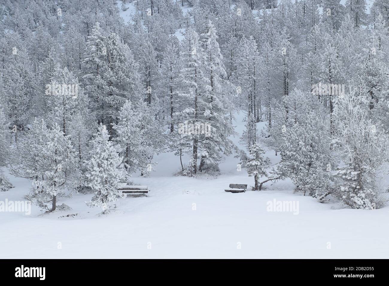 Snow covered pine tree forest in nature after snow storm Stock Photo ...