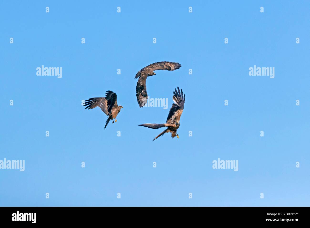 A Common Buzzard (above) with mouse prey being mobbed by a Black Kite