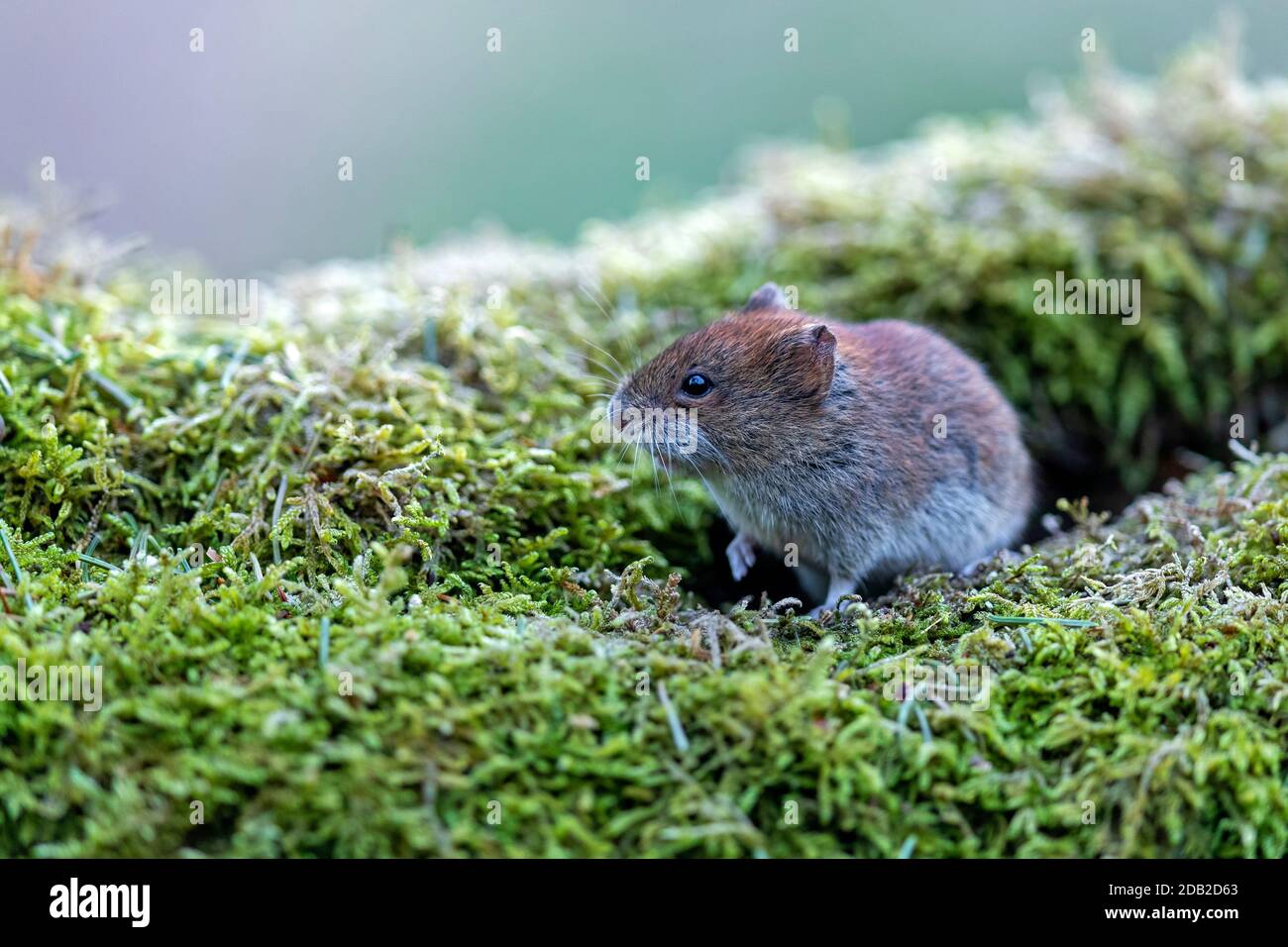 Bank Vole (Clethrionomys glareolus). Adult on a mossy log. Germany Stock Photo