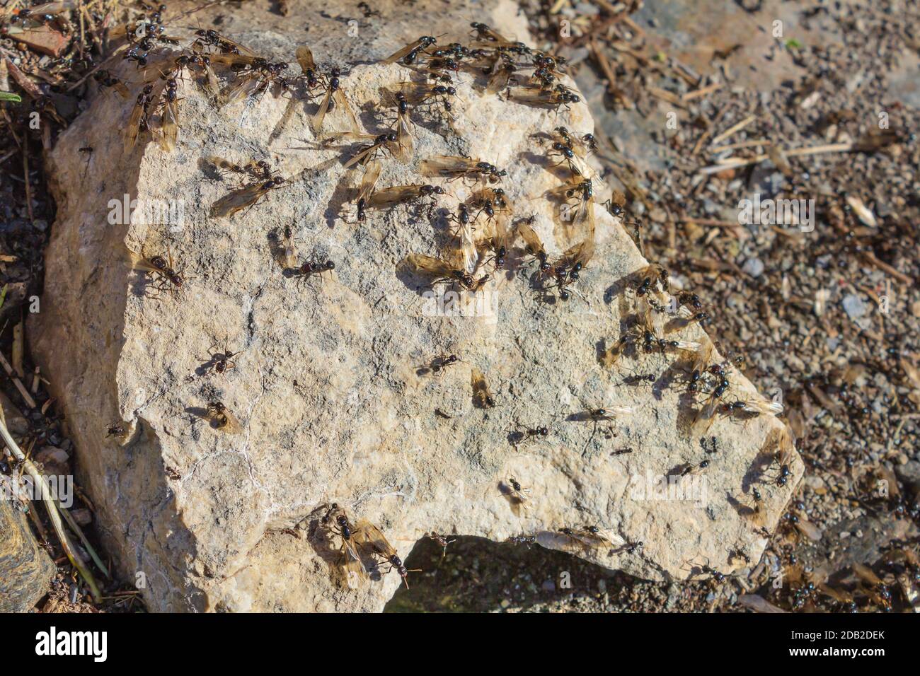 Messor Genus, Harvester Ants Stock Photo