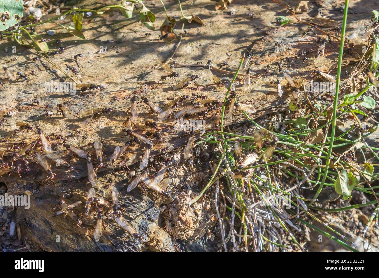 Messor Genus, Harvester Ants Stock Photo