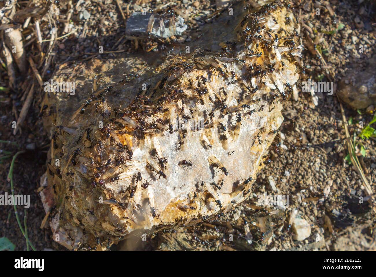 Messor Genus, Harvester Ants Stock Photo