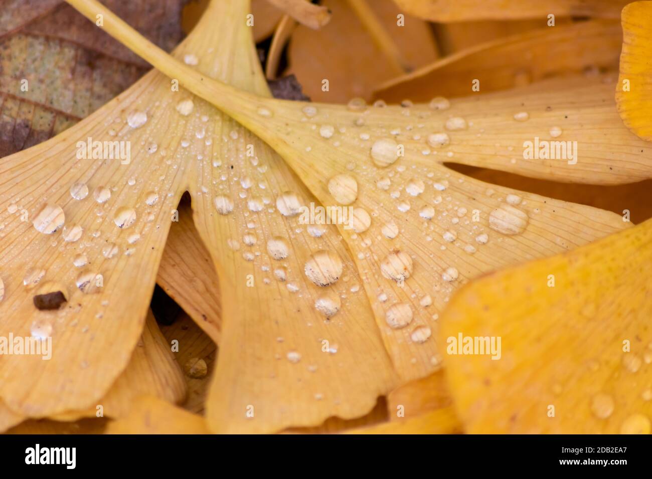 Colorful gingko leaves in autumn and fall shine bright after the rain with sparkling raindrops in orange, red and yellow colors as beautiful nature Stock Photo