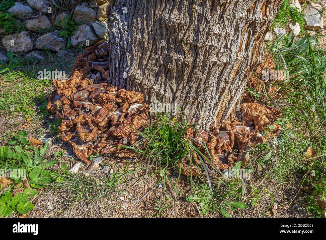 Armillaria mellea growing around a tree Stock Photo
