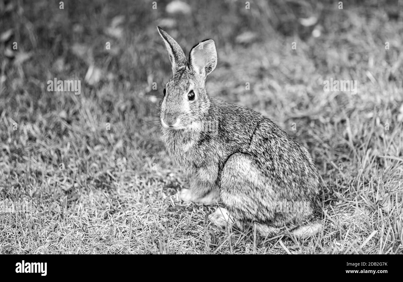 Black and white Image of a adult rabbit sitting in the grass Stock Photo