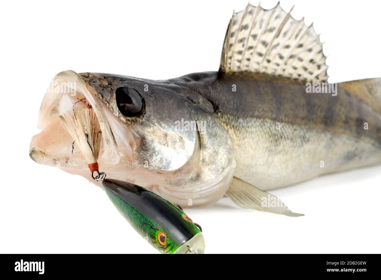 fish walleye zander isolated on white background Stock Photo Alamy