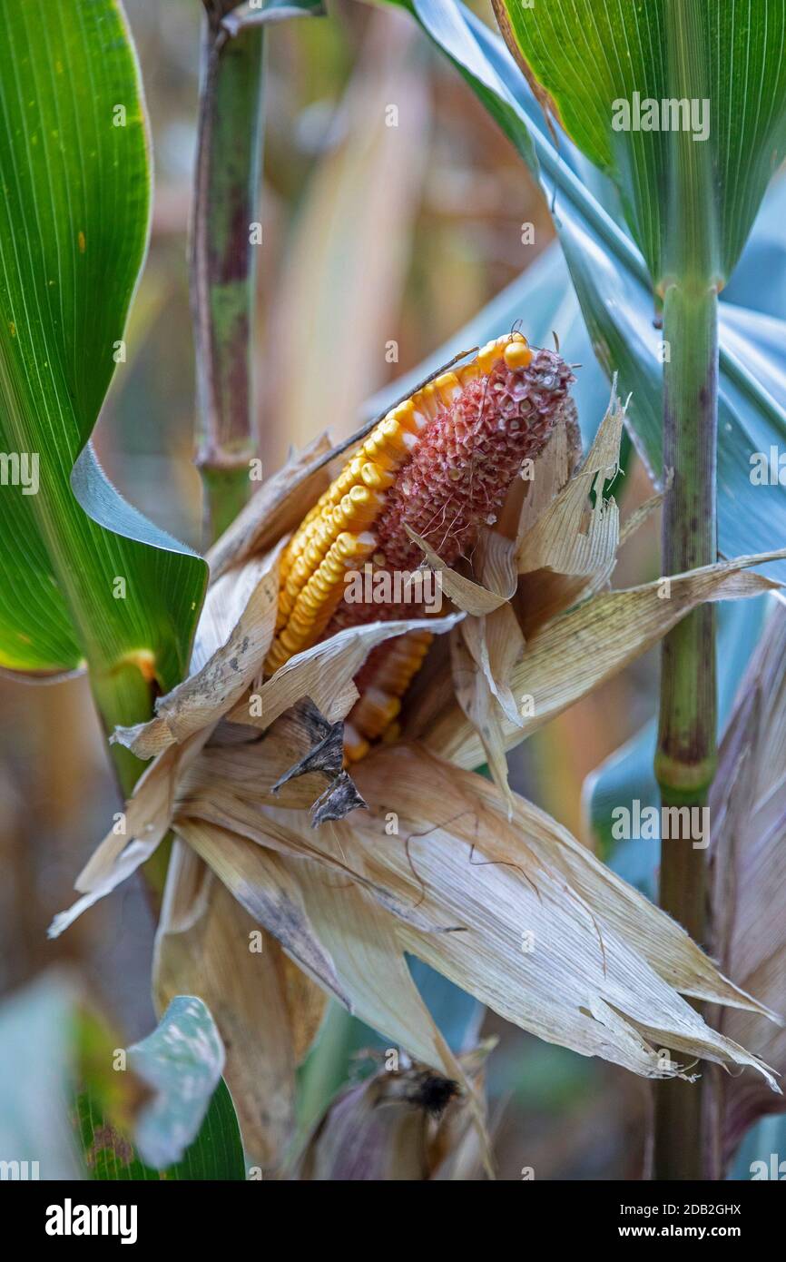 Prairieville, Michigan - Damage to the corn crop in a west Michigan field browsed by deer. Stock Photo