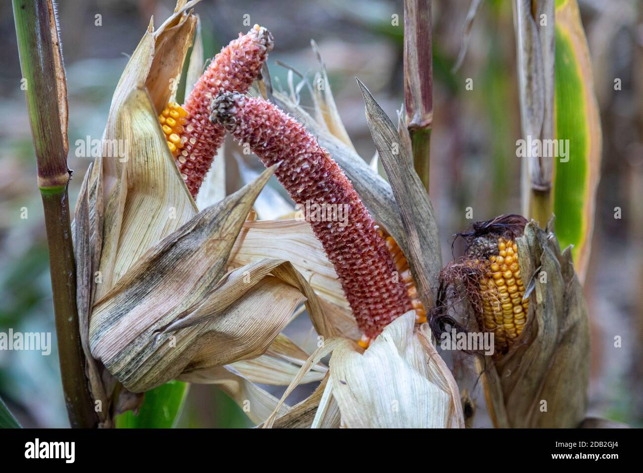 Prairieville, Michigan - Damage to the corn crop in a west Michigan field browsed by deer. Stock Photo