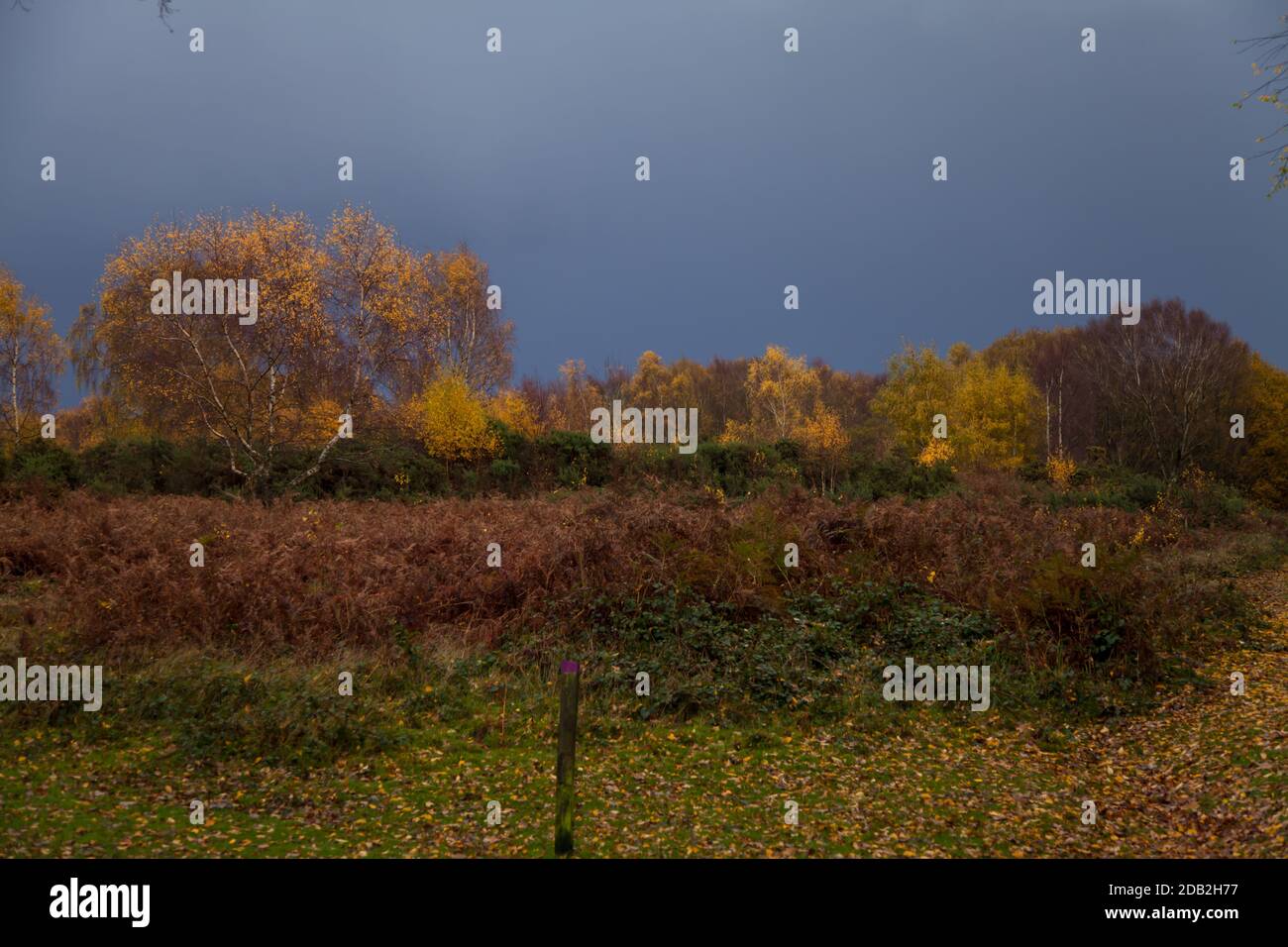 A Gloomy, Stormy Day in Autumn at Headley Heath, Surrey, UK, November 2020 Stock Photo