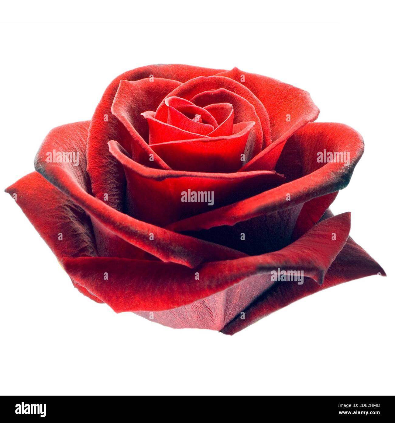 red rose petals close up isolated on white background Stock Photo - Alamy
