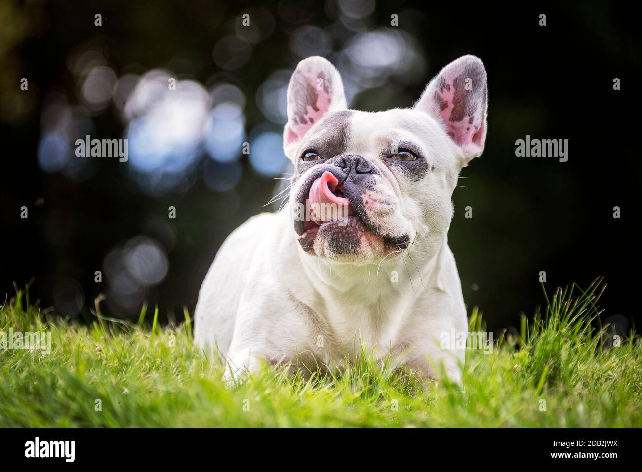 French Bulldog. Adult dog lying in grass, licking its nose. Germany Stock Photo