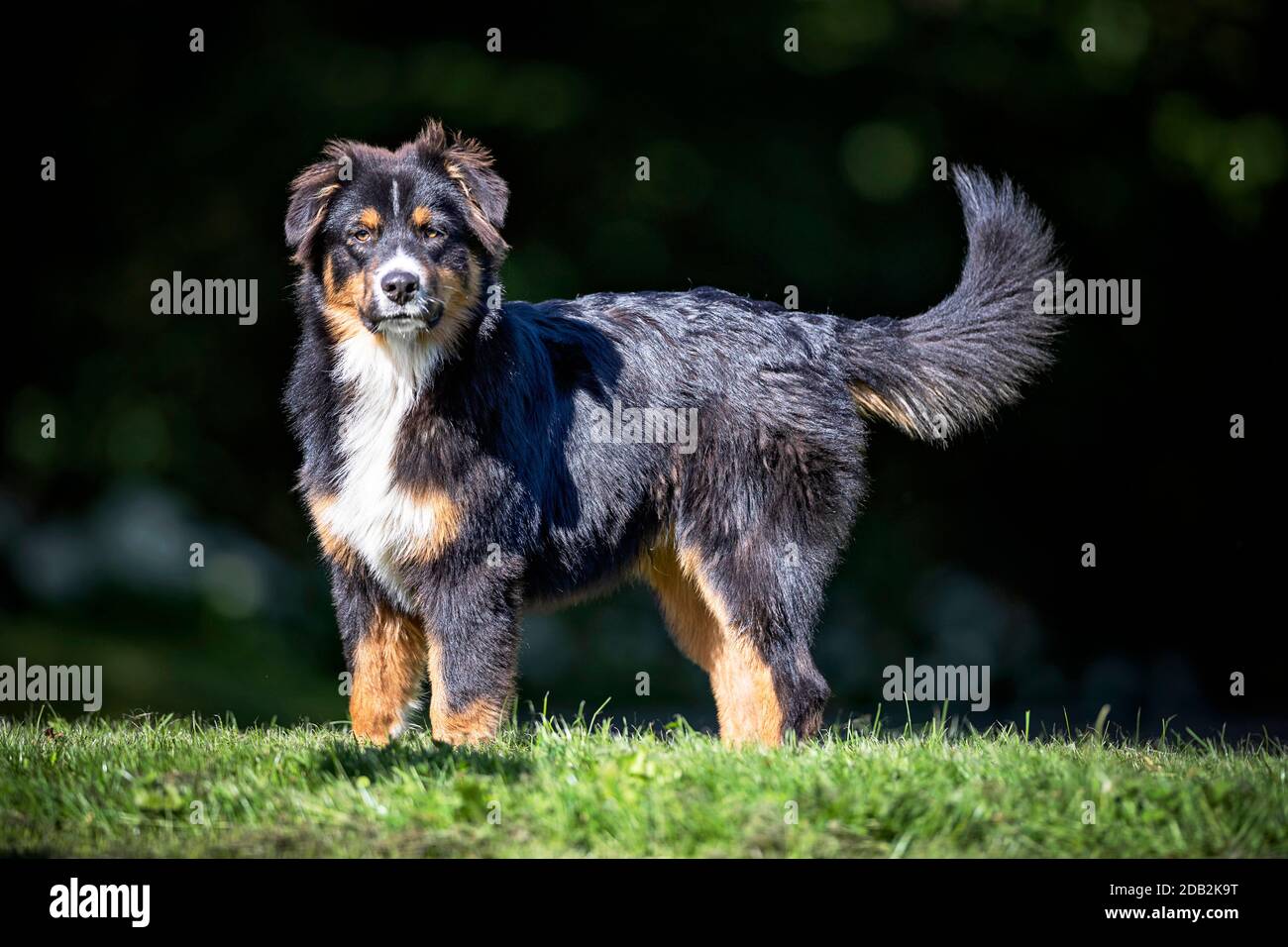 Dog Border Collie / adult (red merle) standing in a meadow Stock Photo -  Alamy