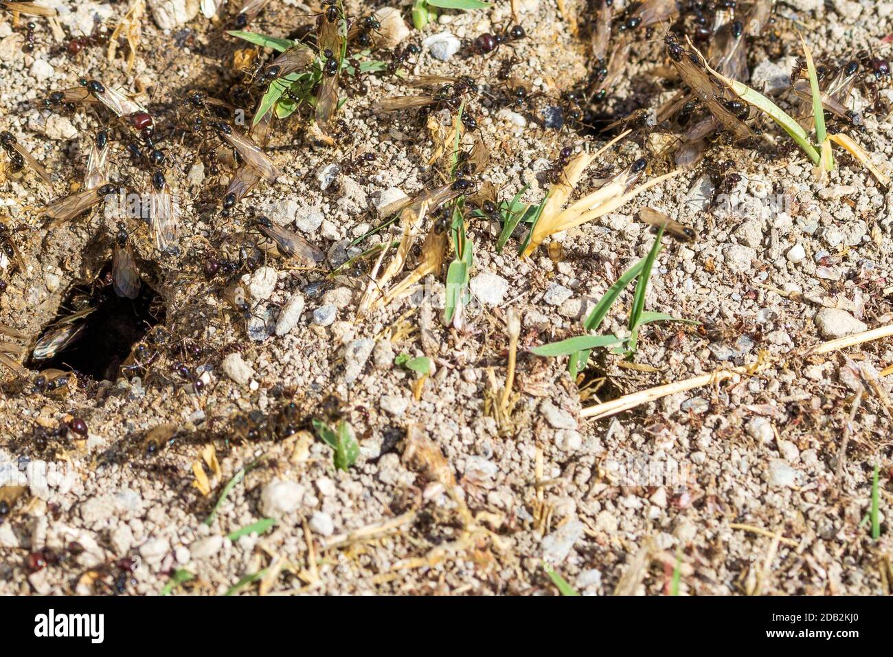 Messor Genus, Harvester Ants Stock Photo