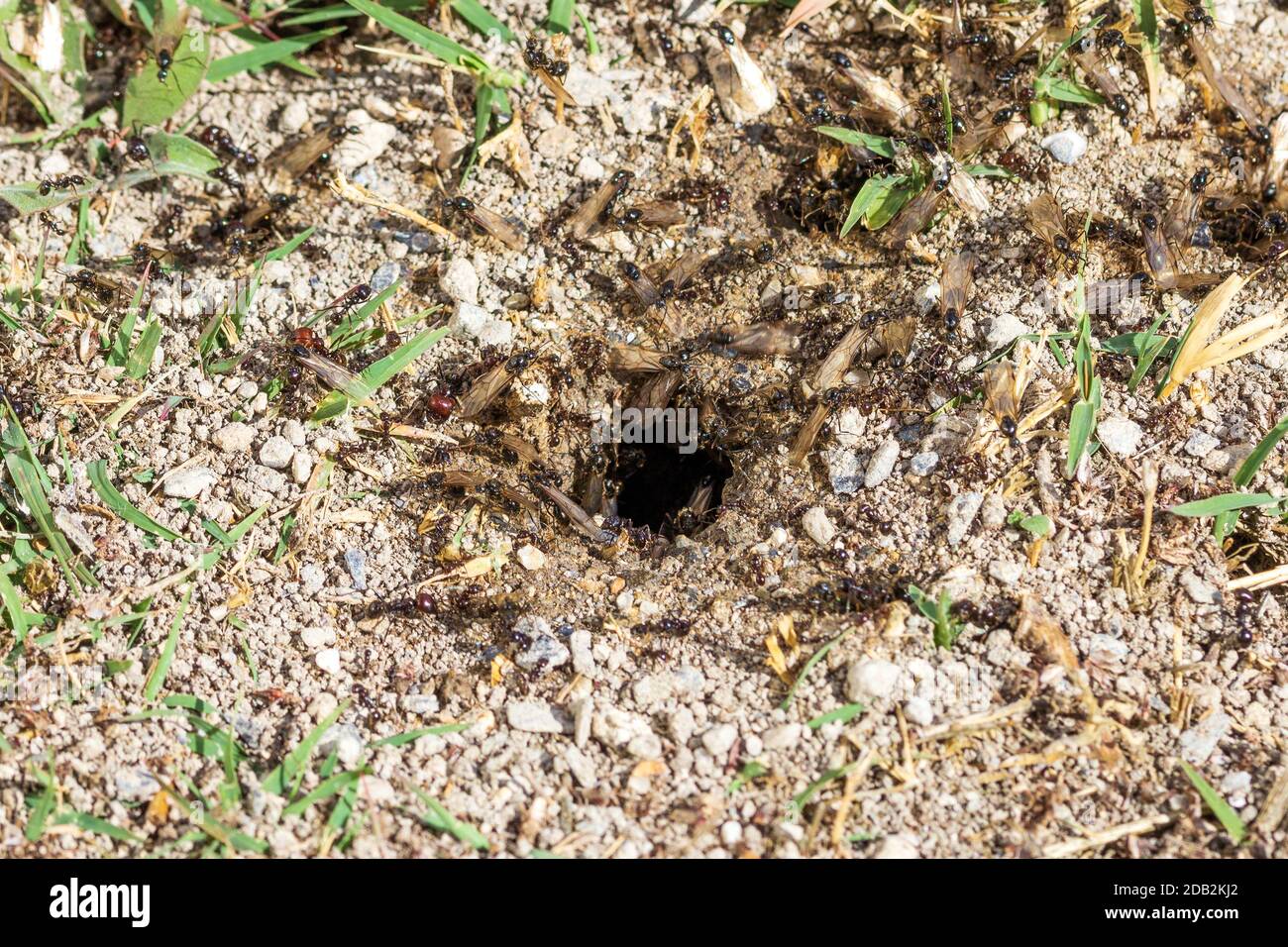 Messor Genus, Harvester Ants Stock Photo