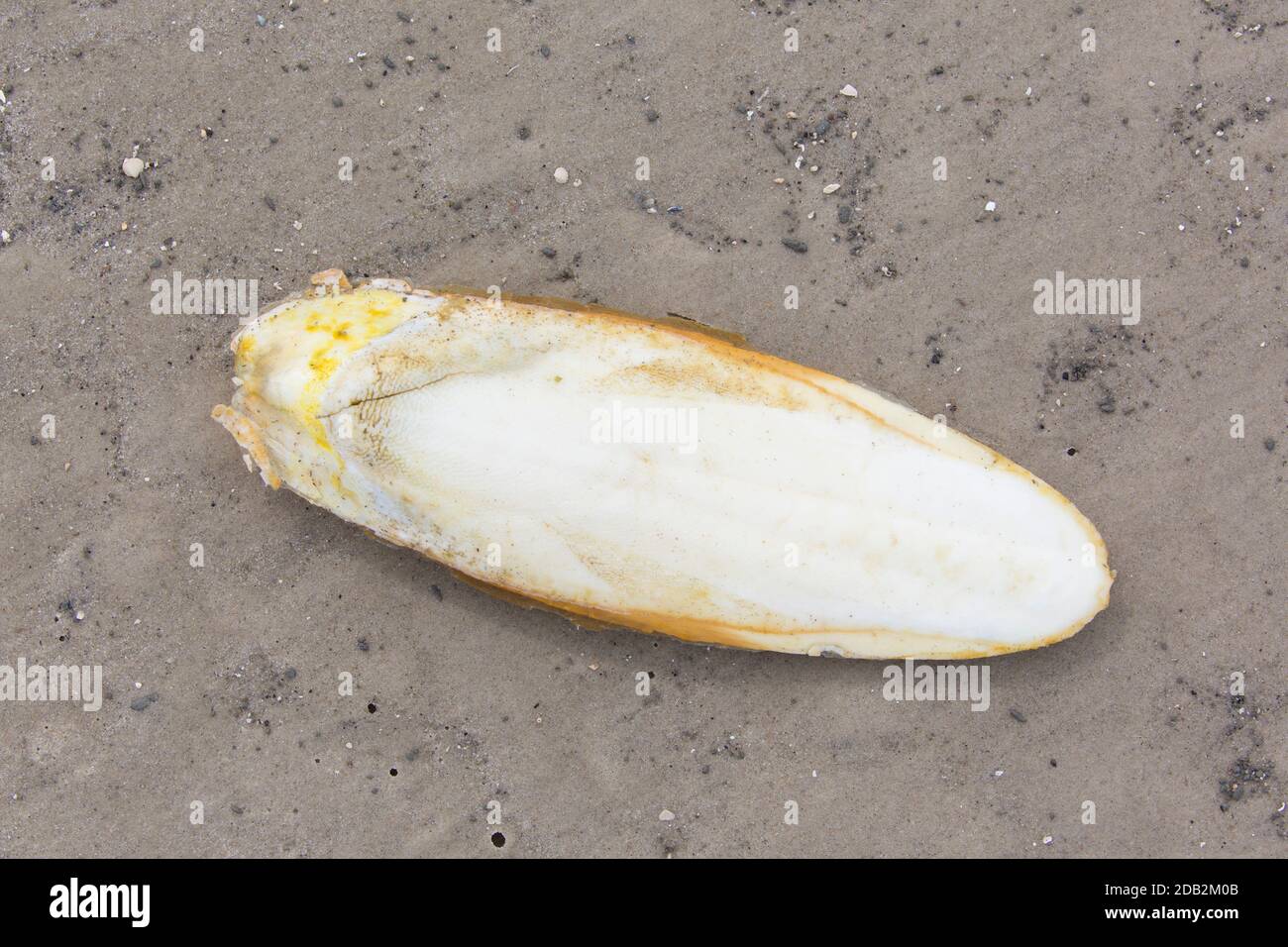 Common Cuttlefish (Sepia officinalis). Cuttlebone (internal calcareous support) on sandy seashore. Germany Stock Photo