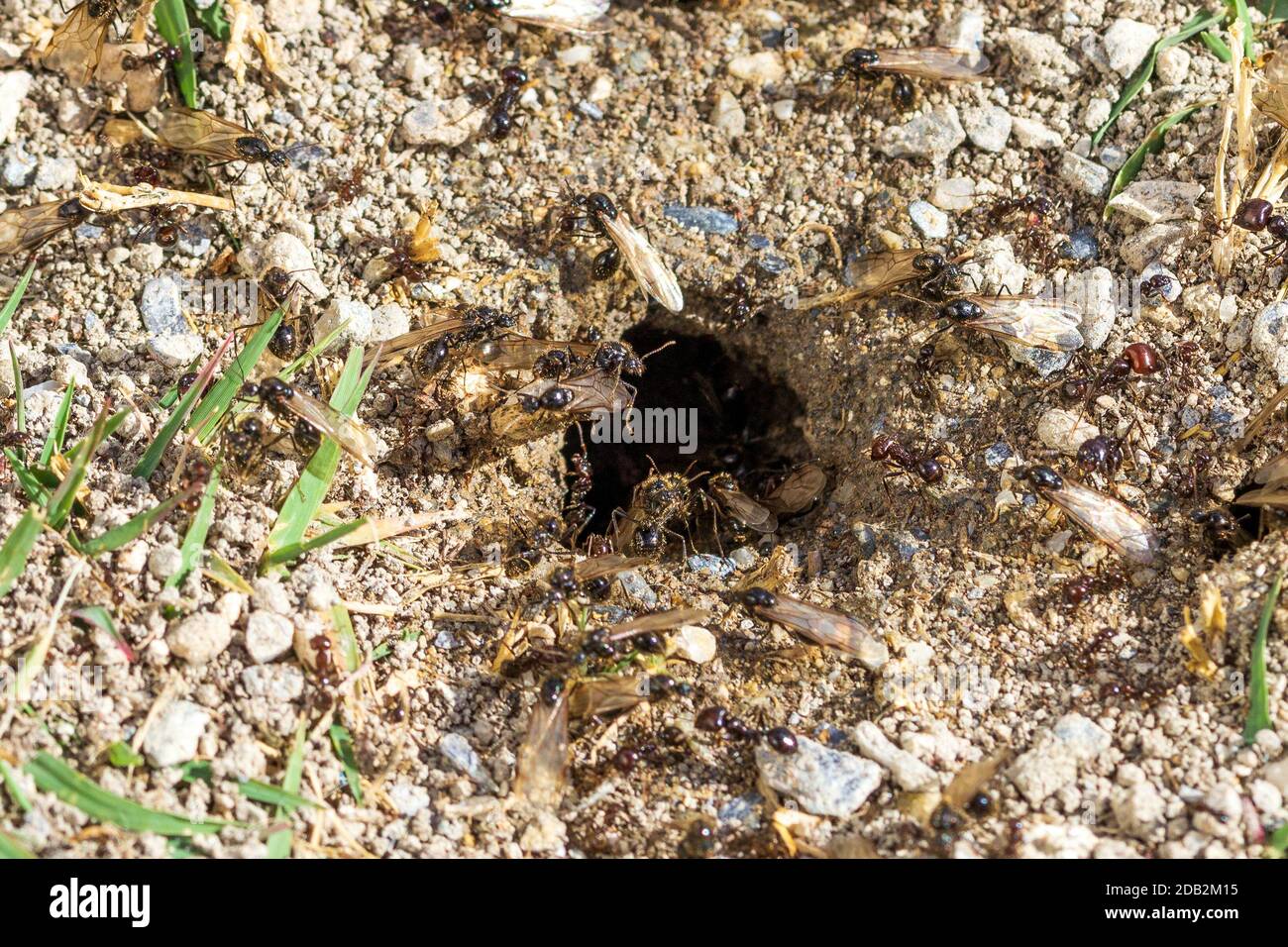 Messor Genus, Harvester Ants Stock Photo