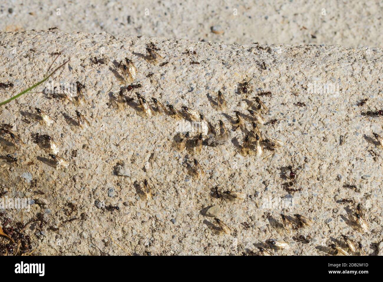 Messor Barbarus, Harvester Ants Stock Photo