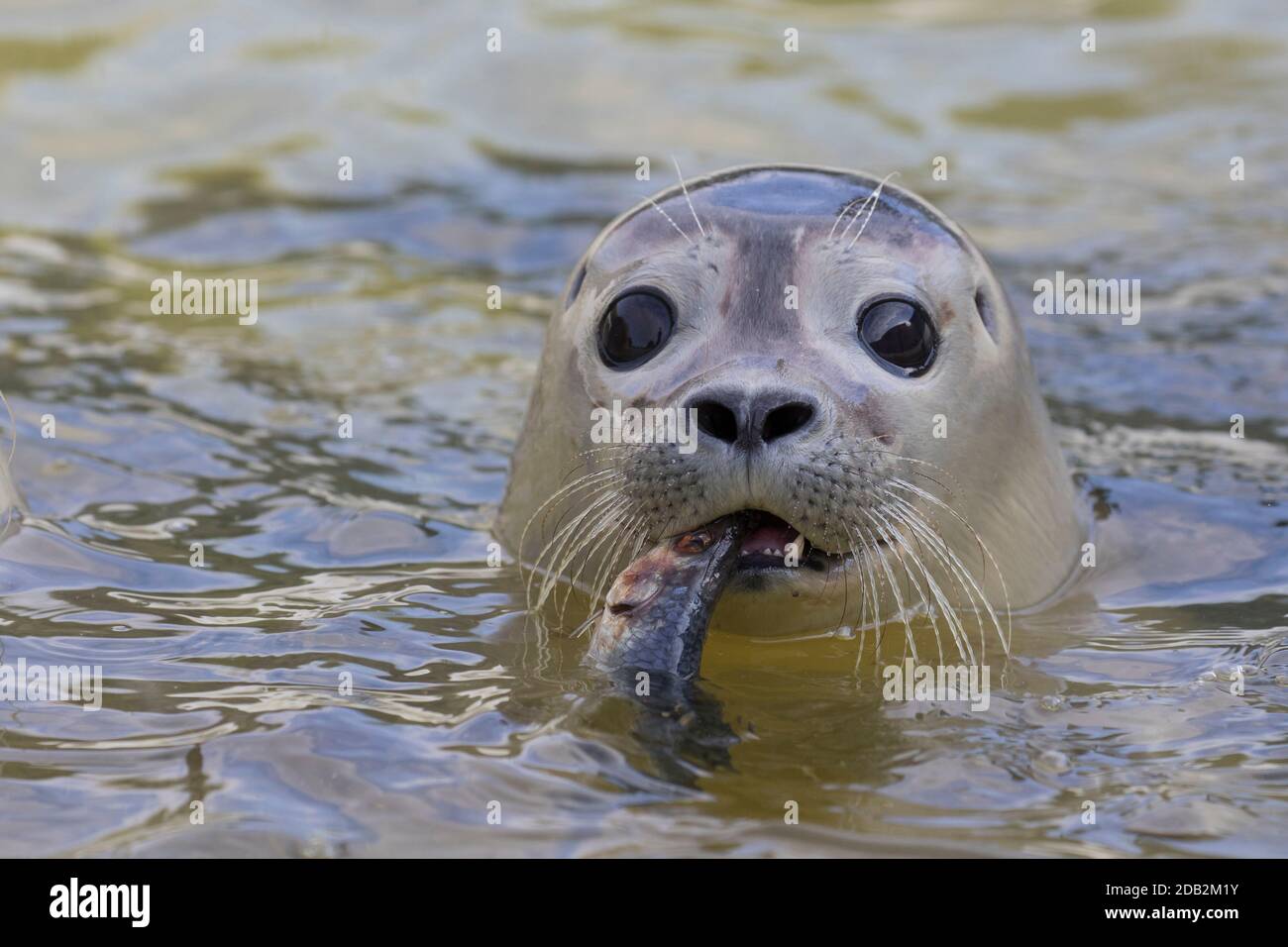 Seal eating fish hires stock photography and images Alamy
