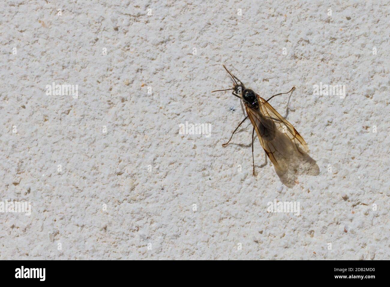 Messor Genus, Harvester Ant with Wings Stock Photo