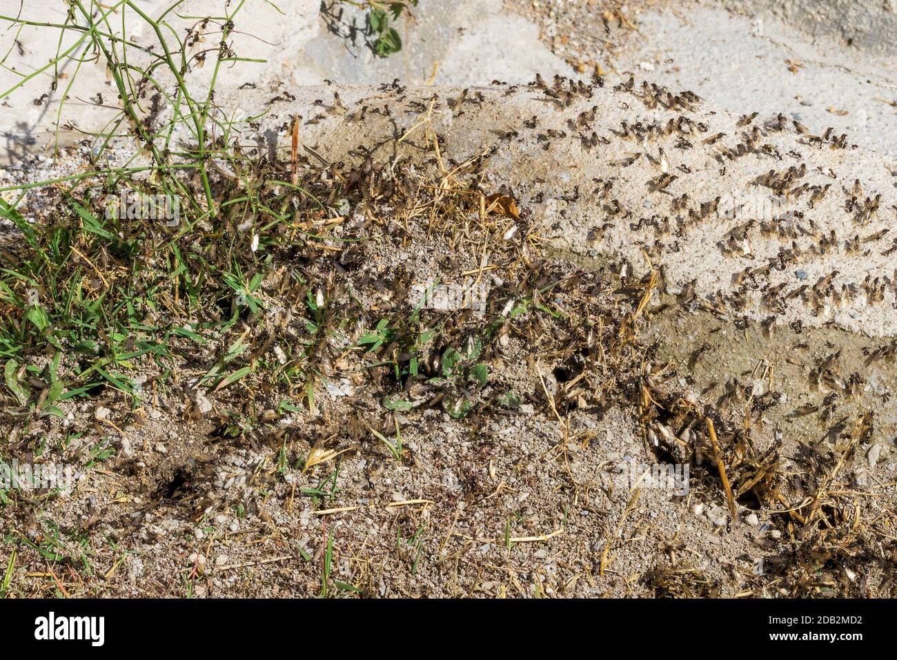 Messor Genus, Harvester Ants Stock Photo