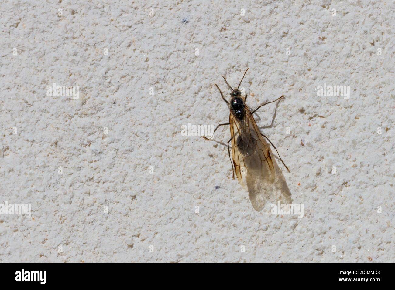 Messor Genus, Harvester Ant with Wings Stock Photo